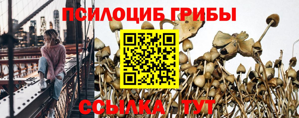 Галлюциногенные грибы Psilocybe  Вход с VPN  Каменка 
